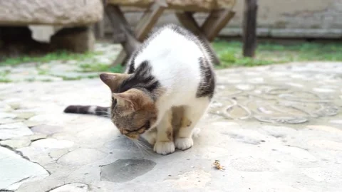 Cat sitting on the ground resting Stock Footage 144517346