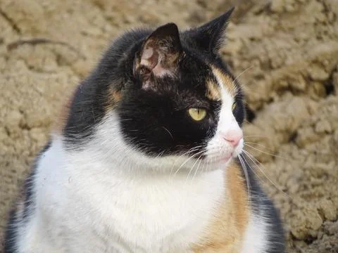 A cat is sitting on the ground. In Romania Fotos Stock