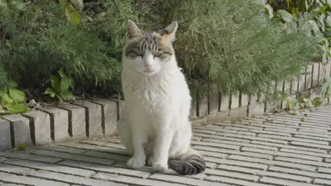 Cat sitting on the ground wagging its tail and squinting while sleeping Stock Footage 255688705