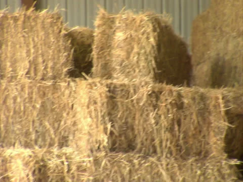 Cat sitting on Hay Stock Footage 24256346