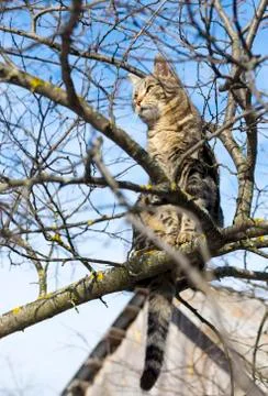 Cat is sitting high on the tree 写真素材