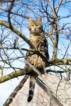 Cat is sitting high on the tree Stock Photos