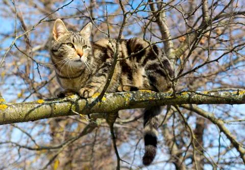 Cat is sitting high on the tree Stock Photos
