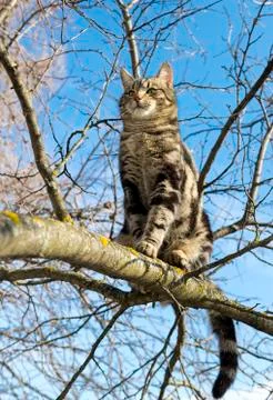 Cat is sitting high on the tree Fotos de archivo