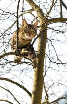 Cat is sitting high on the tree Stock Photos