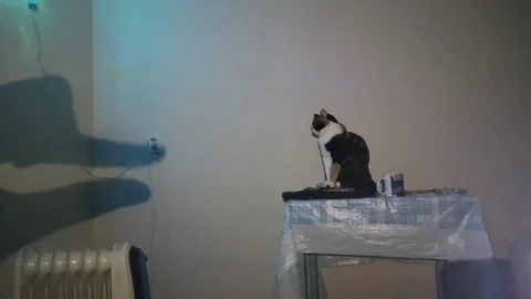 Cat sitting at home on the table and looking at a funny shadow from the hand Stock Footage 123248944