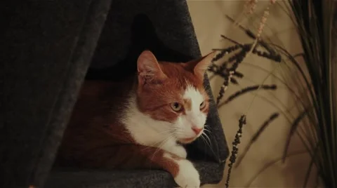 Cat is sitting in the house Stock Footage 68708585