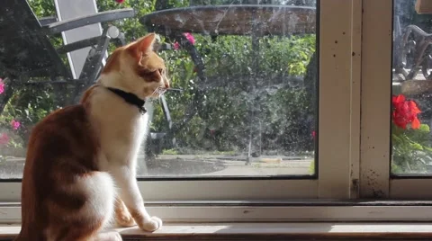 Cat sitting inside and staring outside Stock Footage 40954394