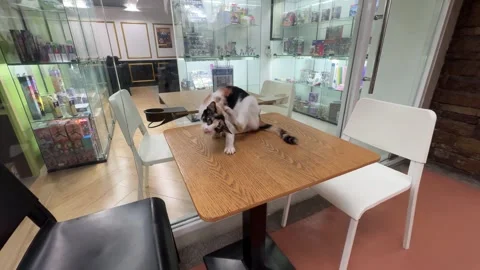 Cat Sitting Inside a Cafe in McKinley Hill 4k 60fps Видео 339208433
