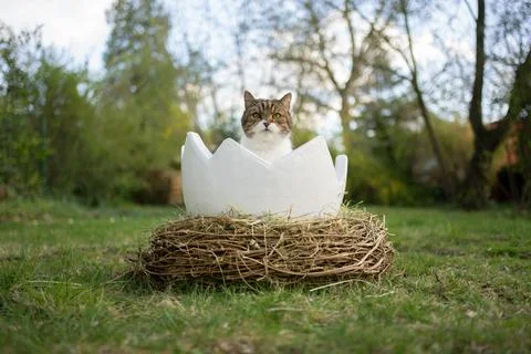 Cat sitting inside of easter egg outdoors in garden looking at camera Stock Photos