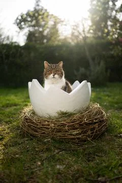 Cat sitting inside of easter egg outdoors in garden looking at camera Stock Photos