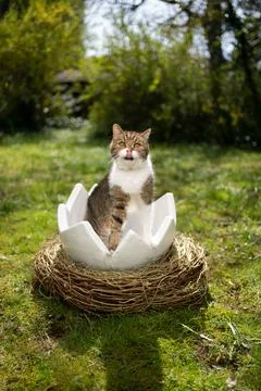 Cat sitting inside of easter egg outdoors in garden looking at camera Stock Photos