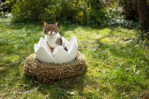 Cat sitting inside of easter egg outdoors in garden looking at camera Stock Photos
