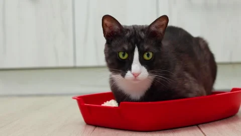 A cat sitting in its litter box, enjoying a peaceful moment for deep reflection Stock Footage 327373831