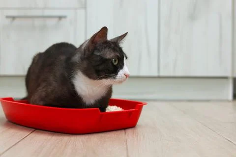 A cat sitting in its litter box, enjoying a peaceful moment for deep reflection Foto stock
