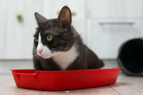 A cat sitting in its litter box, enjoying a peaceful moment for deep reflection Stock Photos