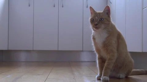 CAT SITTING IN KITCHEN Stock Footage 74690822