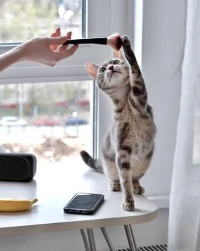 A cat is sitting on the kitchen table and reaching for a brush for applying Stock Photos