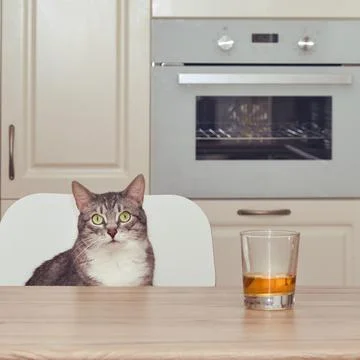 The cat is sitting at the kitchen table next to a glass of whiskey. Alcoholis Stock Photos