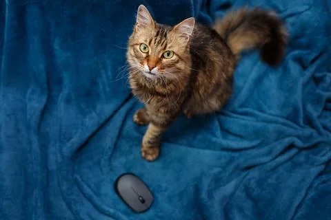 Cat sitting on laptop with computer mouse, top view, work at home concept Stock-Fotos