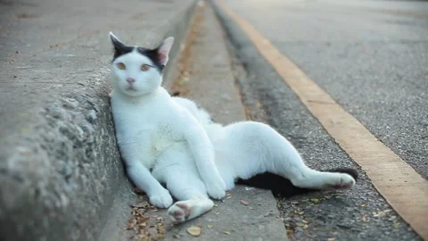 Cat Sitting Lean Against on Footpath in Park and Walk out of Frame Stock Footage 153577349