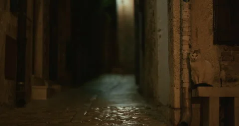 Cat sitting on ledge in narrow stone street at night Video stock 333778838