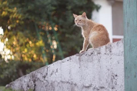 A cat sitting on a ledge Stock Photos