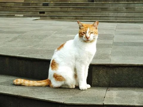 A cat is sitting on a ledge. Foto stock