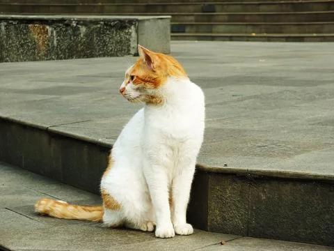 A cat is sitting on a ledge. Stock Photos