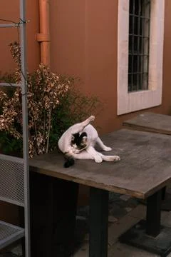 Cat sitting with legs elevated and licking herself clean, cute white cat sitting Stock Photos