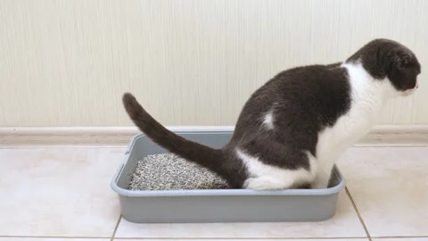 Cat is sitting in a litter box on the floor in a room with light walls. Toilet Stock Footage 293840110