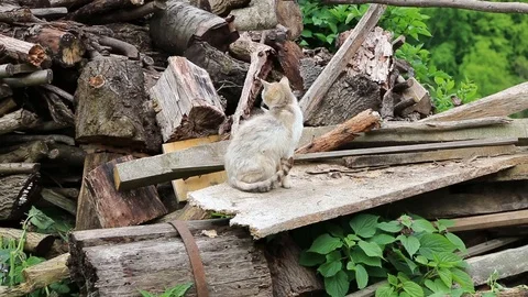 Cat sitting on log and leaving Stock Footage 88828293