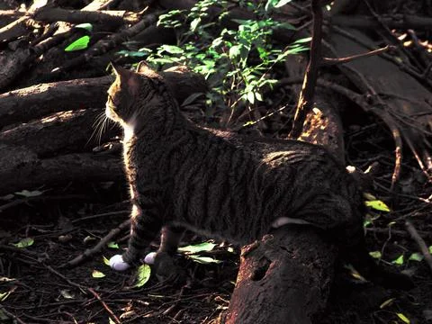 Cat sitting on a log in the forest Stock Photos