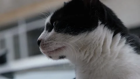 Cat sitting looking around Stock Footage 170829468