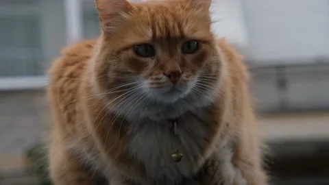 Cat sitting looking around Stock Footage 170829511