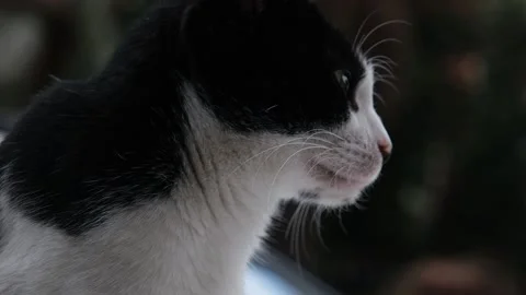 Cat sitting looking around Stock Footage 170829529