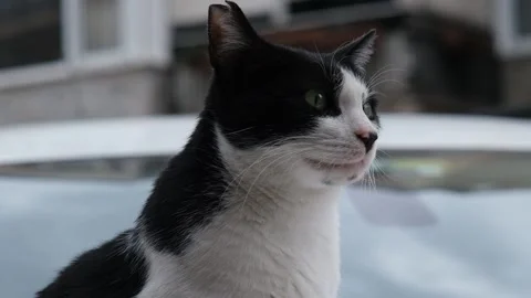 Cat sitting looking around Stock Footage 170829799