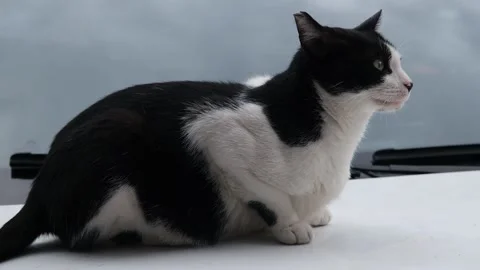 Cat sitting looking around Stock Footage 170829984