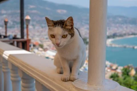 Cat sitting, looking back on a background of the foggy sea Sea landscape cat Stock Photos