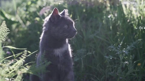 Cat sitting on the meadow Stock Footage 232548446
