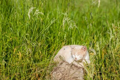 Cat sitting in a meadow Photos