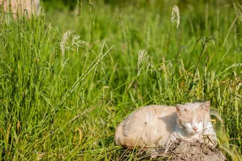 Cat sitting in a meadow Photos