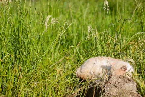 Cat sitting in a meadow Stock Photos