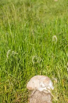 Cat sitting in a meadow Stockfoto's
