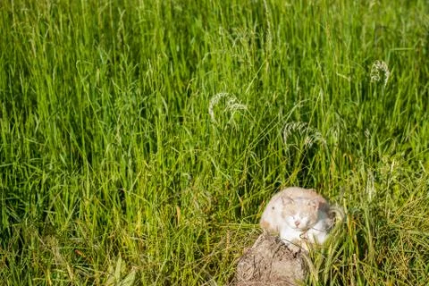 Cat sitting in a meadow Stockfoto's