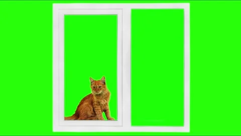 Cat sitting by a metal-plastic window looks and then runs away. Green screen. Stock Footage 322165164