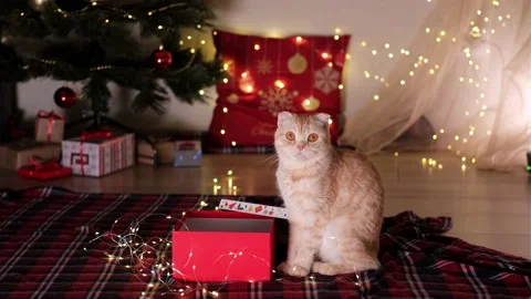 Cat sitting near red gift box on background of decorated Christmas tree with Stock Footage 166346159