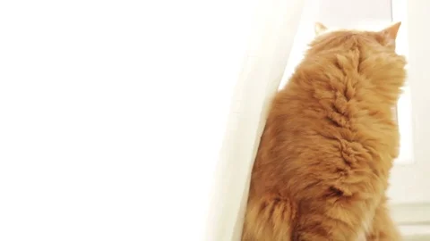 Cat is sitting near window, looking at camera and then jumping Stock Footage 96237561