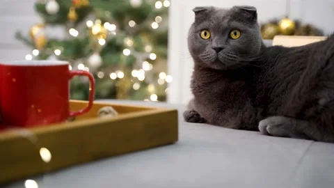 Cat is sitting next to a Christmas tree with a garland Stock Footage 166031080