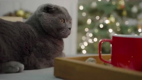 Cat is sitting next to a Christmas tree with a garland Stock Footage 166031095